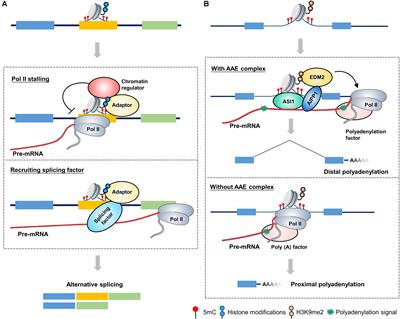 The Crosstalk Between Epigenetic Mechanisms and Alternative RNA Processing Regulation